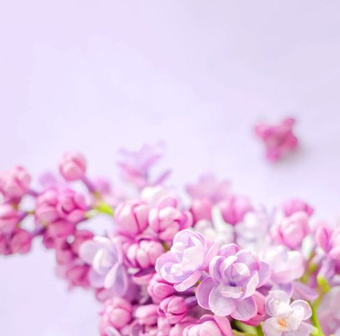 flowers-banner-large-min-1